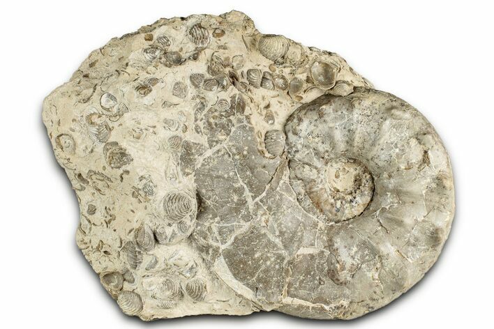 Cretaceous Ammonite (Mammites) Fossil with Brachiopods - Morocco #334941